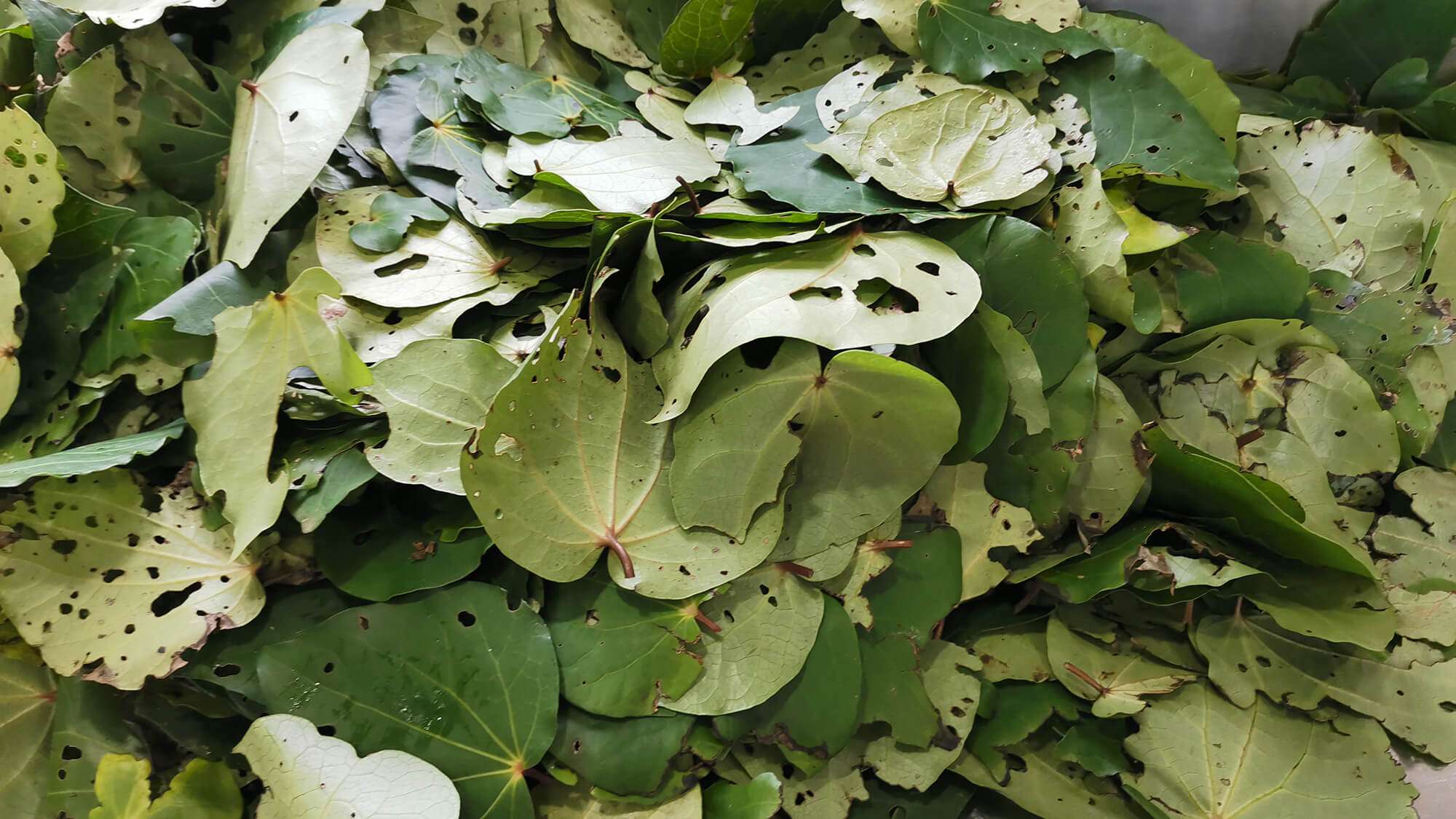 Fresh Kawakawa leaves Fresh Kawakawa leaves